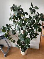 Ficus elastica 'Robusta' - Höhe ca. 175 cm, Topf-Ø 30 cm Sachsen-Anhalt - Dessau-Roßlau Vorschau