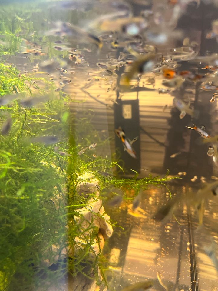 Aquariumfische Guppy Jungfische zu verkaufen in Berlin