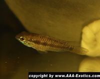 Apistogramma cf. megaptera "Breitbinden" Bayern - Raubling Vorschau