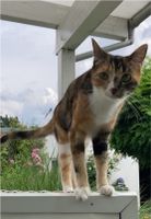 Wer hat sie gesehen? Katze schmerzlich vermisst Nordrhein-Westfalen - Kaarst Vorschau