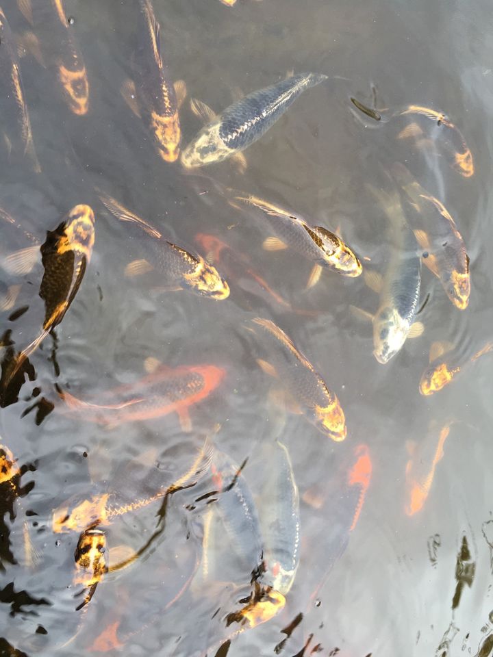 Koi teichfische in Mainz