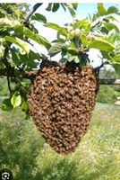 Bienenschwarm Hessen - Waldbrunn Vorschau