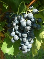 Rote Weintraubenpflanze Muscat Bleu -  exzellenter Geschmack Bayern - Sommerhausen Main Vorschau