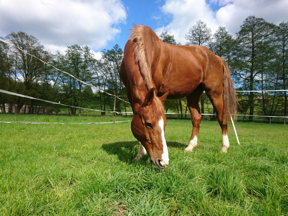 Pflegebeteiligung, Pferd sucht Mensch in Antrifttal