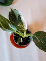 Zimmerpflanze Philodendron Bayern - Dinkelsbuehl Vorschau