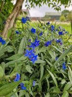 Purpurblauer Steinsame, Buglossoides purpureocaerulea Schleswig-Holstein - Neuenbrook Vorschau