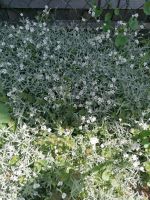 Hornkraut Silberteppich - Cerastium tomentosum - Bayern - Eppishausen Vorschau