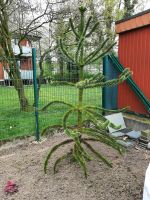 Schön gewachsener Affenbaum Nordrhein-Westfalen - Gütersloh Vorschau