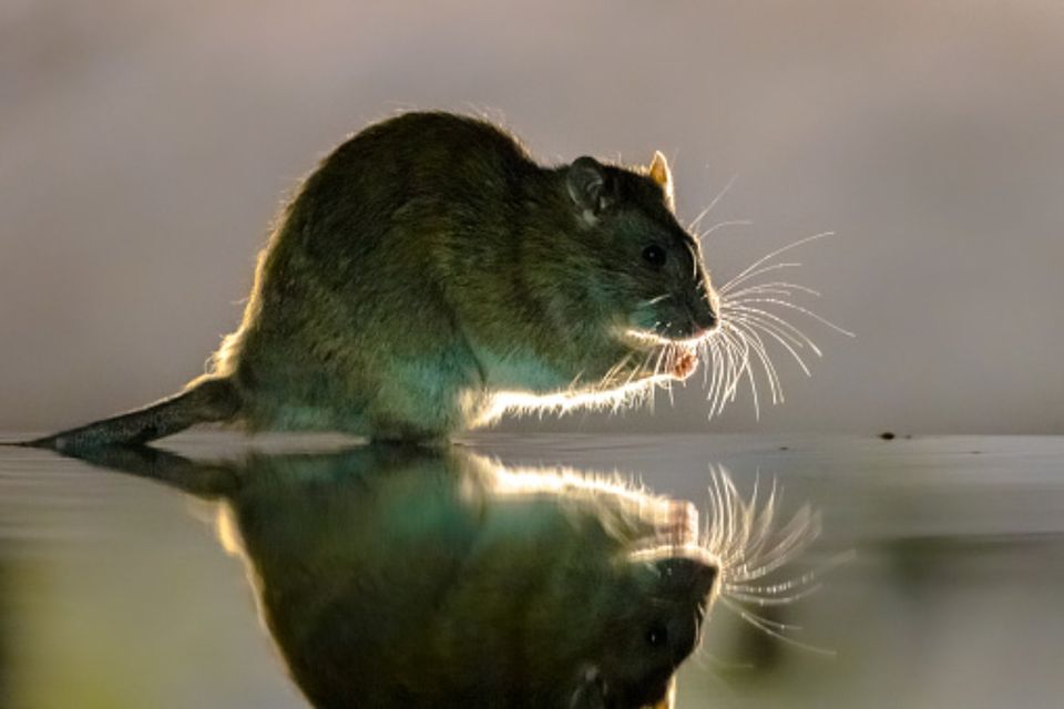 Mäuse bekämpfen/ Ratten bekämpfen/ Schädlingsbekämpfung in Denklingen