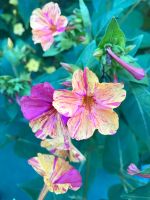 100 Wunderblumen Samen der Wunderblume gelb pink gemischt weiß Thüringen - Gotha Vorschau