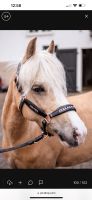 Lederhalfter Pony Halfter Shetty Welsh Cob Warmblut Kinderpony Niedersachsen - Lachendorf Vorschau