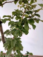 Parottia persica 150/175cm - Eisenholz Baum Hessen - Dreieich Vorschau