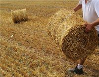 Strohballen, Mini Ballen, Bündel, Einstreu, Futter, Kleintiere Lichtentanne - Schönfels Gem Lichtentanne Vorschau