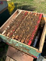 Ab Mai - Bienen Volk Ableger legende Königin *24 Jungvolk Sachsen - Scheibenberg Vorschau