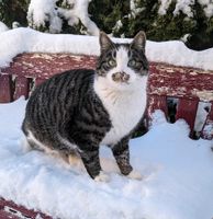 Kater Freddie schmerzlich vermisst. Baden-Württemberg - Dietenheim Vorschau