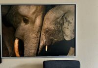 Ikea Bild Wandbild Elefant 1,50 m x 1m Rahmen Essen - Essen-Kray Vorschau
