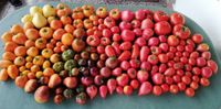 Tomatenpflanzen-Spezialitäten Thüringen - Weißensee Vorschau