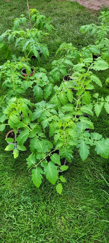 Tomatenpflanzen Bio Anzucht mit Blüten, Paprika  "Sale!"!!!! in Mayen