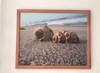 Strandbild, Muscheln, Schneckenhäuser, Ostsee, Bild, Buche Rahmen Baden-Württemberg - Backnang Vorschau