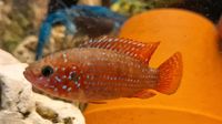Rubricatochromis „lifalili“ Niedersachsen - Osnabrück Vorschau