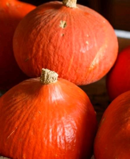 Hokkaido Kürbis, Tomaten und Paprikapflanzen 2 Stück= 1€ in Dresden