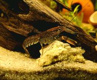 Cherax Pulcher Jungtiere Niedersachsen - Hude (Oldenburg) Vorschau