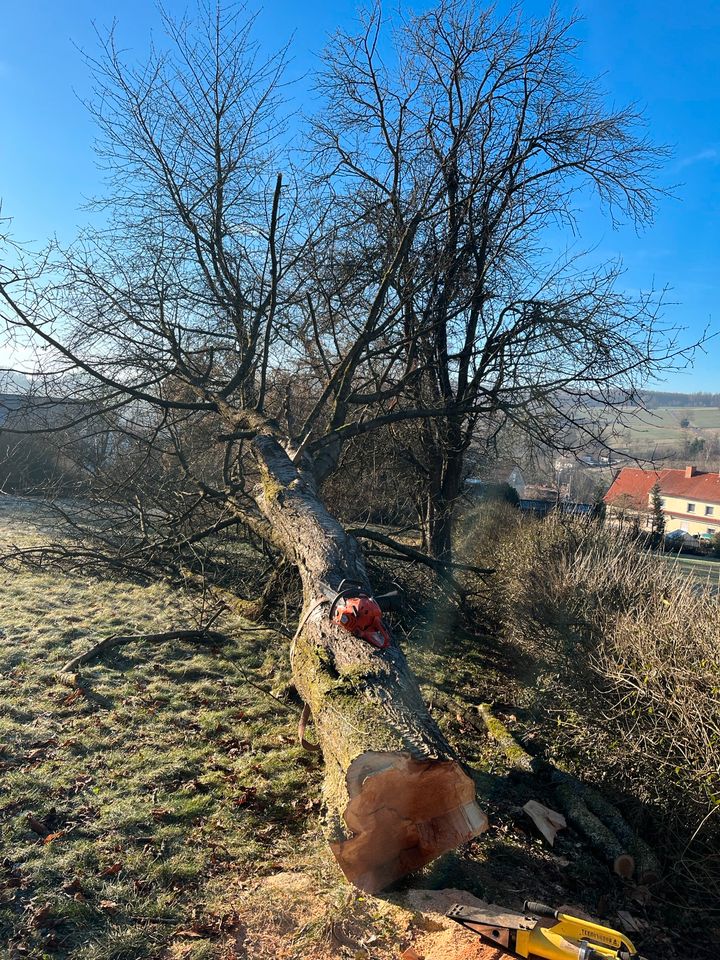 Baumschnitt , Baumfällung , Baggerarbeiten, Zaunbau in Söhrewald