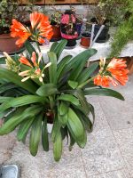 Große Clivia-Pflanze mit 4 Blüten Thüringen - Ebeleben Vorschau