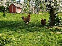 Bielefelder Kennhuhn, Küken und Bruteier, Hennenküken Sachsen - Grimma Vorschau