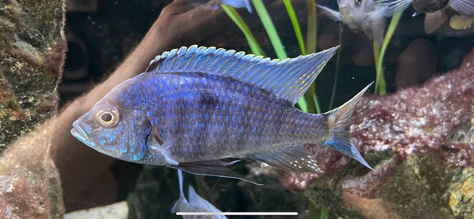 Copadichromis Azureus Mbenji Malawi Buntbarsche Aquarium Fische in Elze