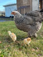 Hühner haltung für Einsteiger, Schnupperzeit im Hühnerstall, Huhn Colditz - Colditz Vorschau