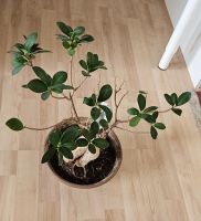 Ficus Bonsai Ginseng Bonsai / Chinesische Feige Pflanze Deko Niedersachsen - Lüneburg Vorschau