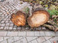 Drechselholz Thuja Niedersachsen - Dollern Vorschau