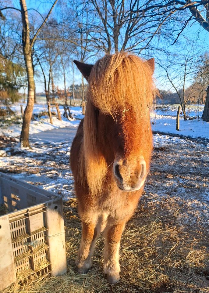 Reitbeteiligung Islandpferd- Pferd sucht Reiter in Toppenstedt