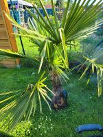 Verkaufe dieses schöne  Palmen Nordrhein-Westfalen - Neukirchen-Vluyn Vorschau