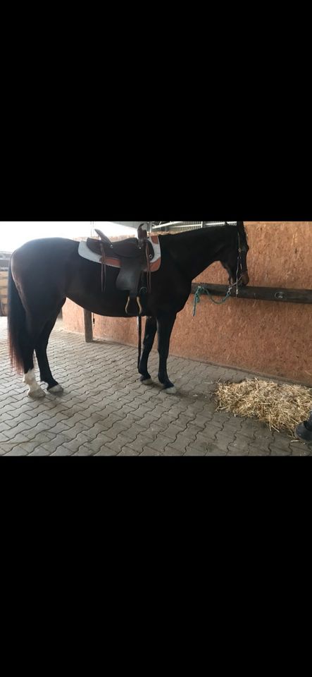 Westernsattel Montana saddlery in Nentershausen (Westerwald)