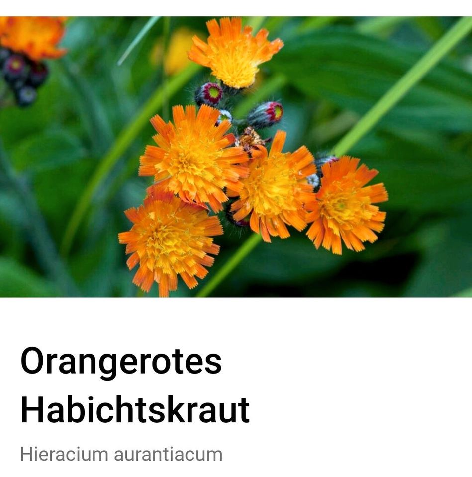 Orangerotes Habichtskraut in Flensburg