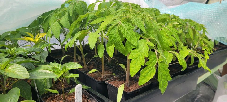 Tomaten Pflanzen samenfest in Oberhausen