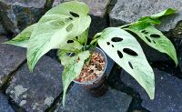 Monstera Laniata Mint Variegata - High Quality - M18 Hessen - Obertshausen Vorschau