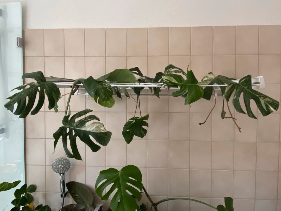 Monstera Variegata Stecklinge in Hannover