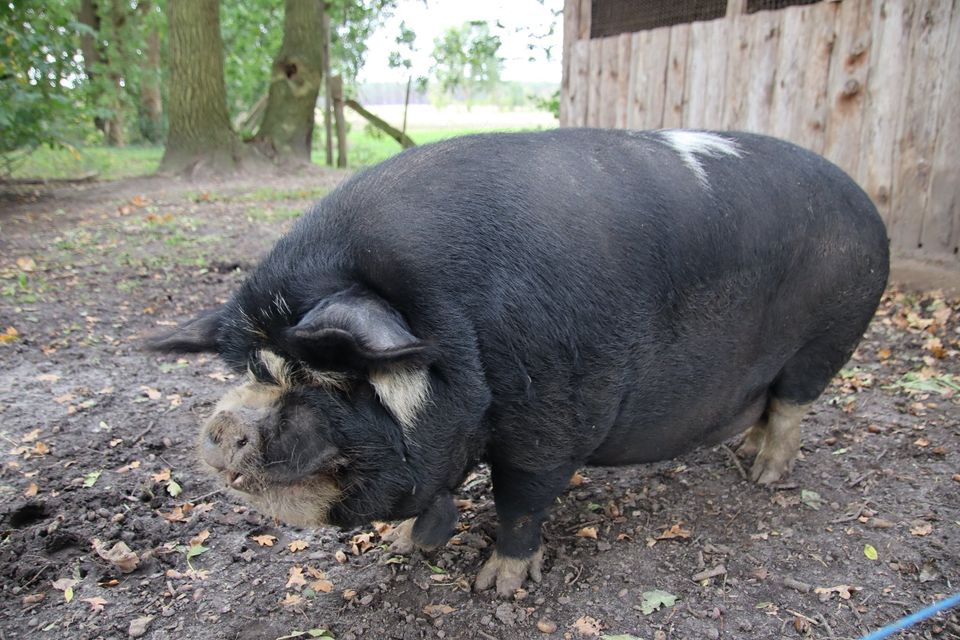 Kune Kune Schweine - Ferkel -Läufer und Zuchtsauen abzugeben in Wallstawe