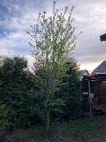 5m großer Pflaumenbaum schmal gesund - Falkensee - Selbstabholer Brandenburg - Falkensee Vorschau