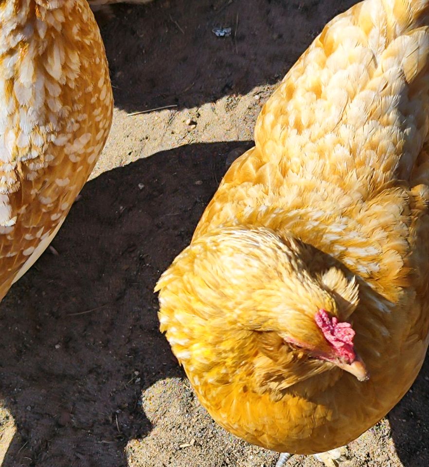 Zwerg Hühner Henne in Anklam