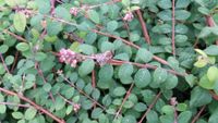 Bodendecker Kriechschneebeere (Symphoricarpos ch.'Hancock') Niedersachsen - Delmenhorst Vorschau