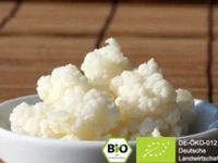 BIO Kefir Knolle aus eigener Herstellung Baden-Württemberg - Ellwangen (Jagst) Vorschau