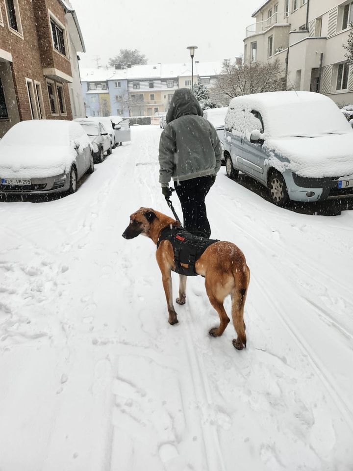 Mali Mix Igor sucht ein zuhause ohne Katzen in Köln