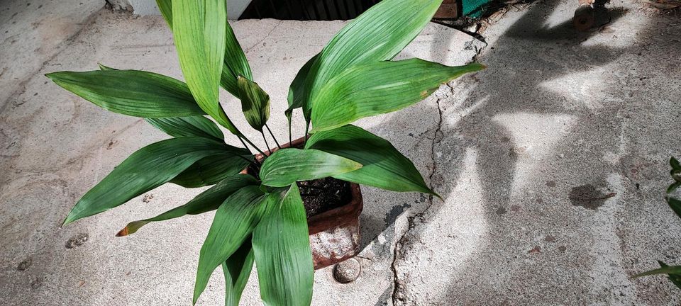 Aspidistra elatior (Schusterpalme) Zimmerpflanze versch. Größen in Karlsbad