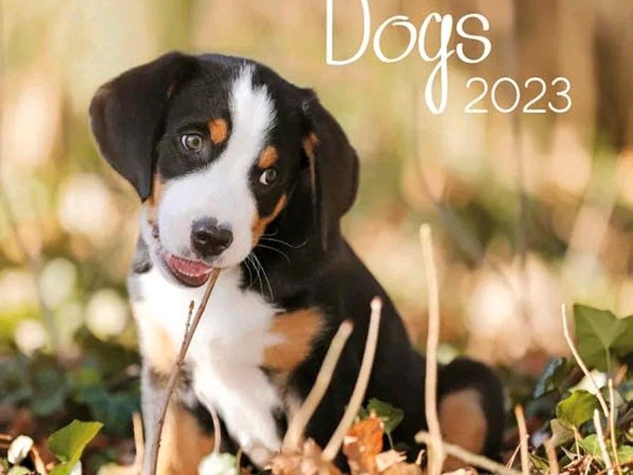 Hunde Kalender, Dogs 2023 in Lohr (Main)