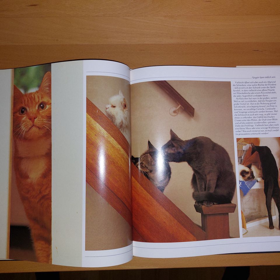 Buch - Bildband - *** Zauberwelt der Katzen *** in Selters