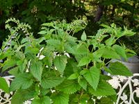 Helmkraut, blau blühend Scutellaria altissima in Töpfen - günstig Bayern - Priesendorf Vorschau